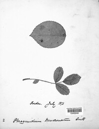 Phragmidium mucronatum image